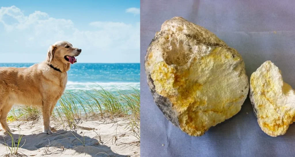 whale vomit